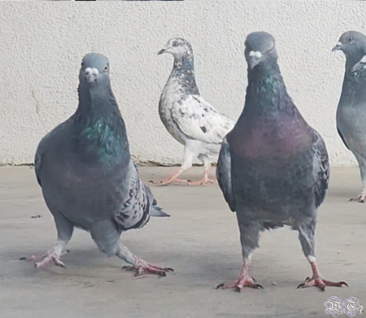 pigeons, one of which has a crooked leg