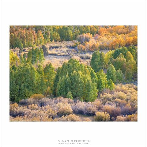 Eastern Sierra autumn aspen groves.