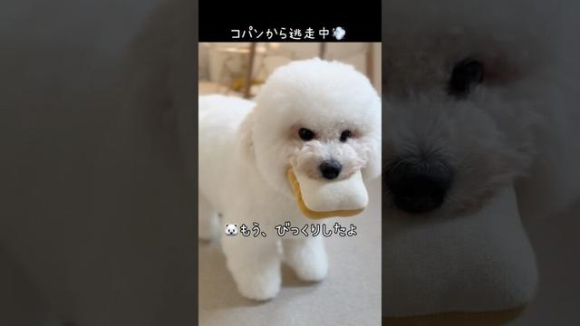 愛犬から逃げてみた🌷【ビションフリーゼ】【コパン】