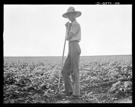 The black and white photograph depicts a young man standing in the middle of an agricultural field. He is dressed in practical, work-appropriate attire: a light-colored shirt with rolled-up sleeves, dark trousers adorned with vertical stripes, brown shoes, and a wide-brimmed hat that suggests protection from sun exposure. The subject holds a long-handled tool, possibly for soil testing or tilling the ground, indicative of his engagement in farming activities.

The field behind him is densely populated with crops, likely soybeans given their growth pattern, suggesting it's either pre-harvest or post-harvest time. His stance and expression are contemplative; he looks off into the distance rather than directly at the camera, which conveys a sense of reflection or perhaps fatigue.

The image is marked "Dorothea Lange," referencing Dorothea Lange, an iconic American photographer known for her work during the Great Depression, particularly in documenting social issues such as poverty and migration. The photograph likely belongs to that era given its monochrome nature and subject matter. This imagery captures a moment of rural life and laborious agricultural practice with dignity.

Additional information about this image can be found on "The long line of Texas." Near Dallas" webpage, suggesting it is part of an exhibition or collection related to the historical narratives surrounding agriculture in Texas during that period.