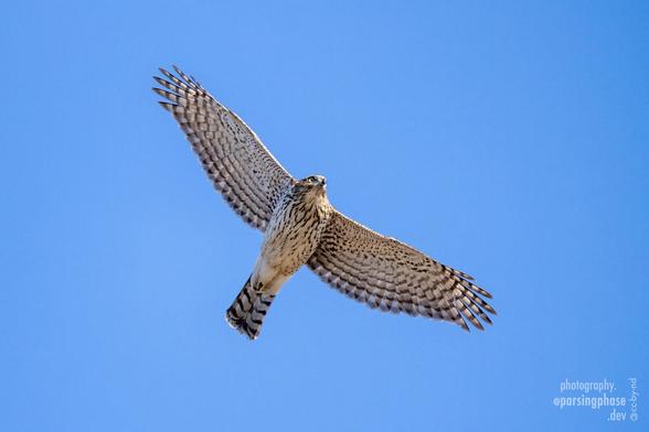 A small, black-and-white patterned raptor soars broad-winged in a blue sky.