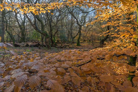 Buchenäste mit Herbstlaub geben den Blick frei auf einige Bäume im Hintergrund.