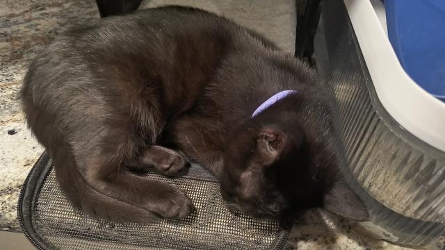 Pumpkin the Cat taking a nap