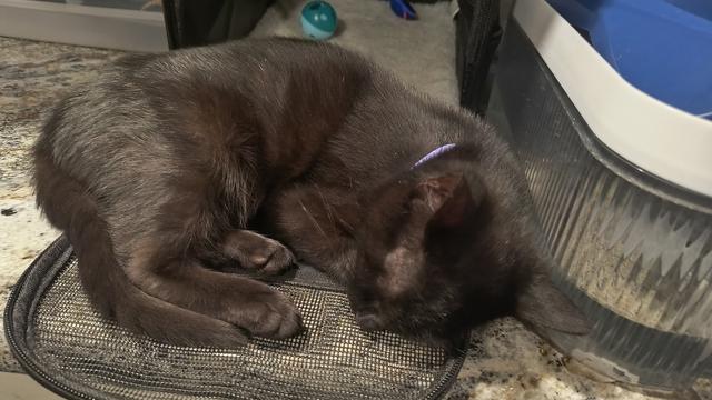 Pumpkin the Cat taking a nap