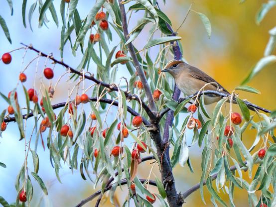 𝗣𝗶𝗰𝘁𝘂𝗿𝗲 𝗗𝗲𝘀𝗰𝗿𝗶𝗽𝘁𝗶𝗼𝗻 (𝗘𝗻𝗴): Female Blackcap on a branch of a Russian Olive (also known as silver berry, oleaster or wild olive). Its leaves are lanceolate and greyish-green, and its fruits are reddish; the bird was eating these fruits; blurred background with golden vegetation and patches of sky.

𝗗𝗲𝘀𝗰𝗿𝗶𝗽𝗰𝗶𝗼́𝗻 (𝗘𝘀𝗽): Hembra de Curruca Capirotada en una rama de Pangí (también conocido como árbol del paraíso u olivo de Bohemia). Sus hojas son lanceoladas verde-grisáceas y sus frutos rojizos; el ave estaba comiendo de esos frutos; fondo difuminado con vegetación dorada y retazos de cielo.

Cámara Panasonic Lumix G90/G95
Objetivo Panasonic 100-300 ƒ4.5-5.6 II
Datos Exif: Modo Manual, ƒ5.6, 1/800s, ISO 320, 300mm