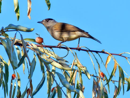 𝗣𝗶𝗰𝘁𝘂𝗿𝗲 𝗗𝗲𝘀𝗰𝗿𝗶𝗽𝘁𝗶𝗼𝗻 (𝗘𝗻𝗴): Male blackcap perched on a branch of Russian olive, or silver berry, with narrow greyish-green leaves and orange fruits; the bird is close to one of the fruits and the sky appears completely blue as a background.

𝗗𝗲𝘀𝗰𝗿𝗶𝗽𝗰𝗶𝗼́𝗻 (𝗘𝘀𝗽): Macho de curruca capirotada posado en una rama de pangí, o árbol del paraíso, con hojas estrechas verde grisáceas y frutos anaranjados; el ave está cerca de uno de los frutos y el cielo aparece completamente azul como fondo.

Cámara Panasonic Lumix G90/G95
Objetivo Panasonic Leica ED 100‑400mm ƒ4.0‑6.3 II
Datos Exif: Modo Manual, ƒ7.1, 1/1000s, ISO 400, 400mm