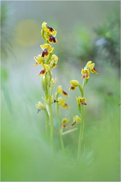 Orchideengruppe mit vier Trieben und mehr als einem Dutzend Einzelblüten, umrahmt im Vordergrund von unscharfem Gras, im Hintergrund von verlaufenden Strauchzweigen. Die braunen Blüten sind leicht gelappt und haben einen schmalen gelben Rand.