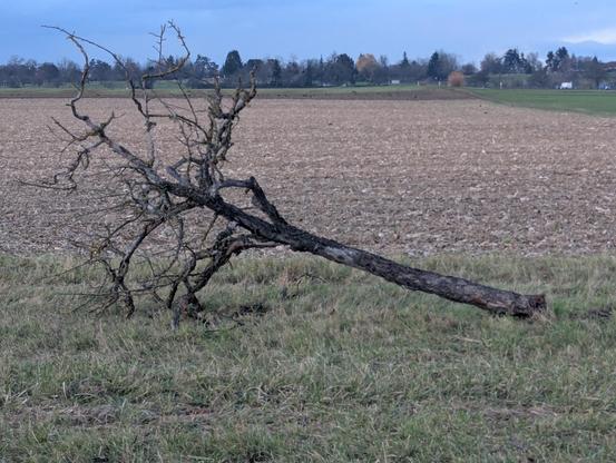 Abgeknickter kleiner Obstbaum, kahl auf der Seite liegend. Dahinter ein abgeerntetes Feld