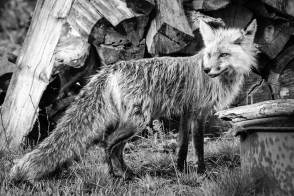 A wet red fox, standing in front of a pile of firewood.