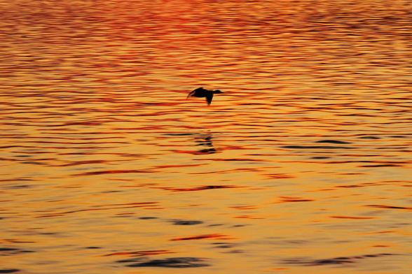 Photograph of a mallard in silhouette flying over a lake with sunset light of yellow and orange reflected off ripples on the smooth surface.
