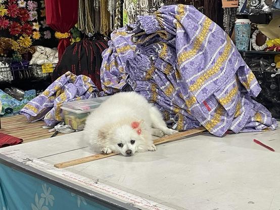 A little white Pomeranian on top of a fabric store cutting table. She is dwarfed by piles of dresses.