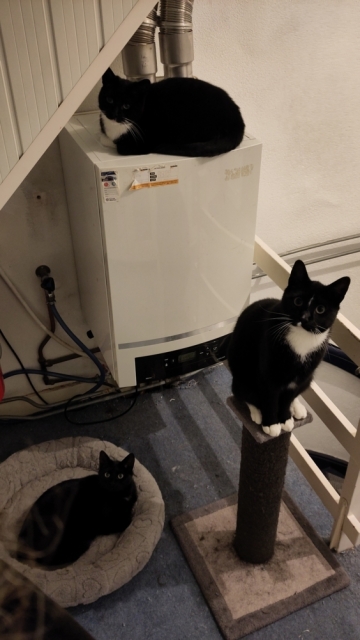 Kat zit op de CV-ketel, een andere in het mandje eronder, en de derde zit rechtop op de krabpaal. Alle kijken in de camera