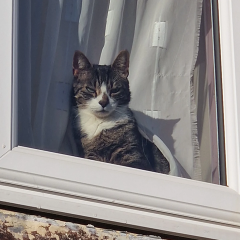 Pickle, a tabby cat, looking down from the upstairs window at the front of my house, with a look of absolute disgust and condemnation