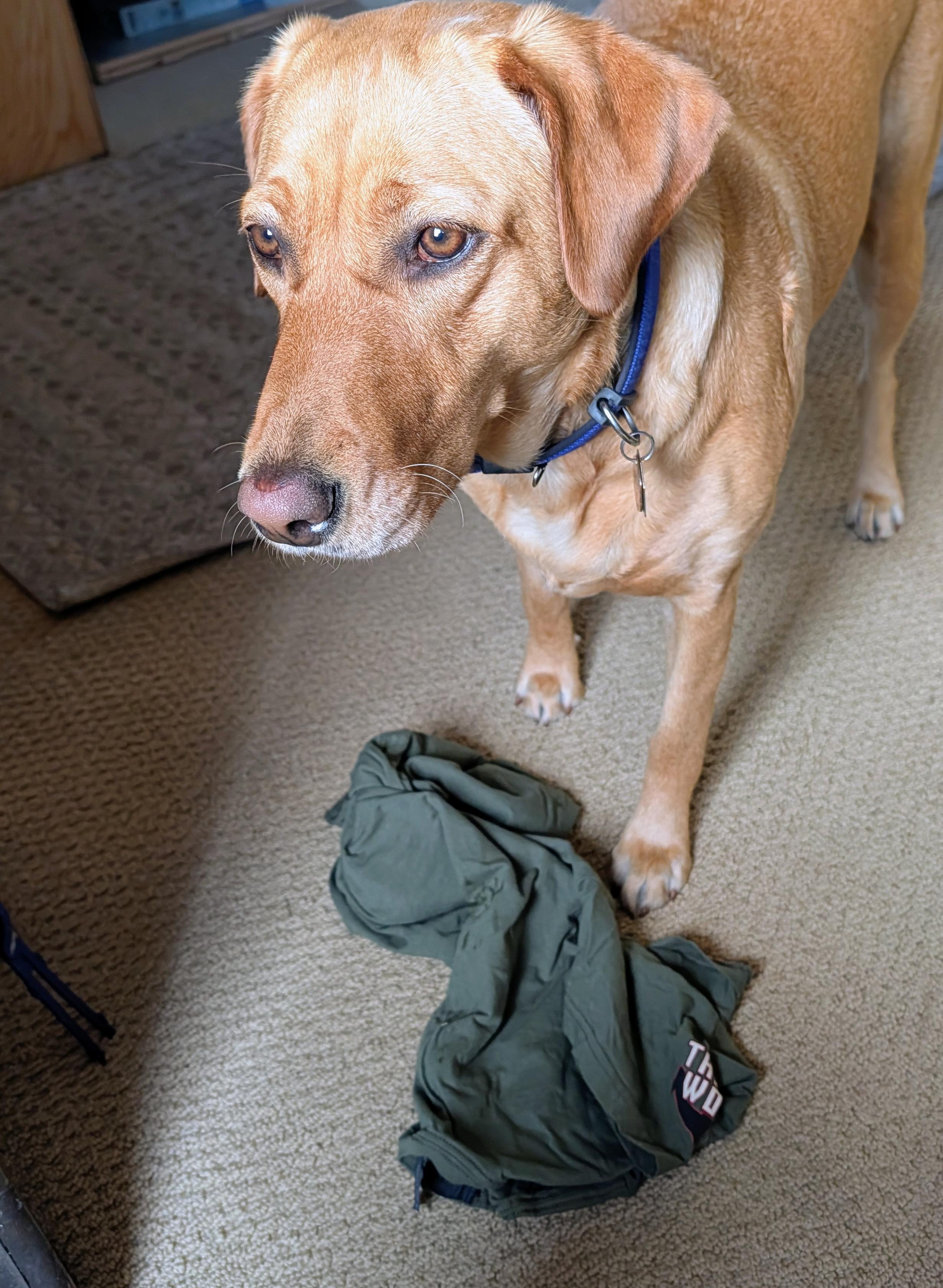 Golden lab drops a green t-shirt at my feet.