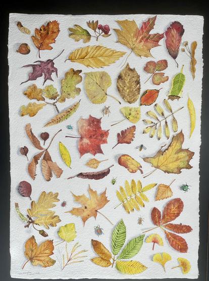 Watercolour, 79x56cm. Scattered autumn leaves of many species on a white background.  And a few seeds, berries and invertebrates.