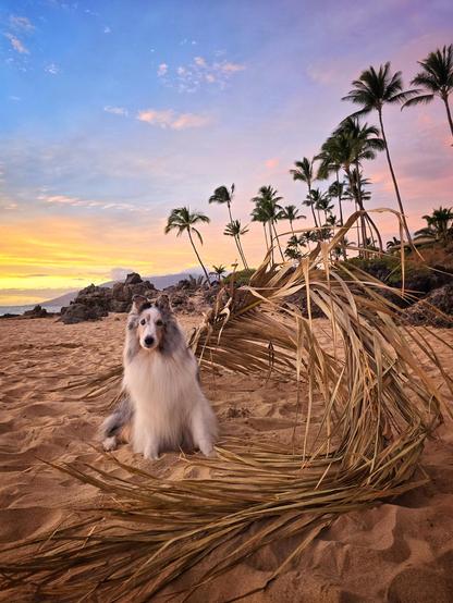 A dog sits in the sand at a beach at sunset. There is a palm frond surrounding him.