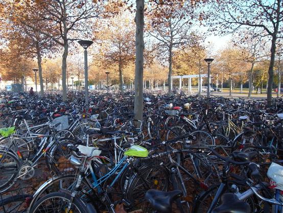 A view of part of the huge bicycle parking area at Göttingen Central Station on a beautiful, sunny November day. The trees still have a few yellow-brown leaves. The lower half of the picture is filled with hundreds of bicycles, while the upper half shows many trees, some streetlights and a slightly cloudy sky.