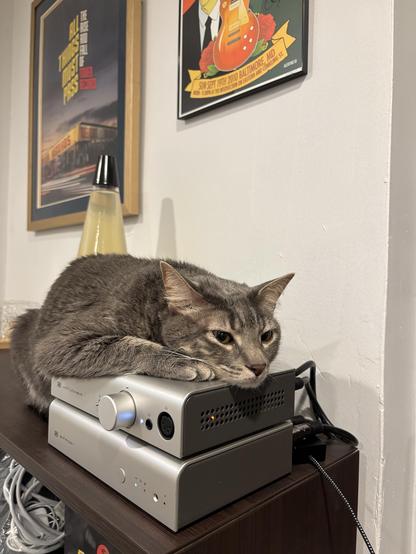 A grey tabby cat laying with his front half on top of a stacked Schiit Jotunheim headphone preamp and Bifrost DAC.