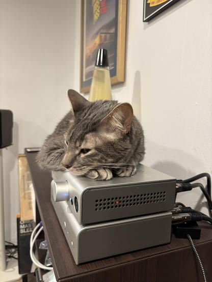 A grey tabby cat laying with his front half on top of a stacked Schiit Jotunheim headphone preamp and Bifrost DAC.