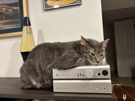 A grey tabby cat laying with his front half on top of a stacked Schiit Jotunheim headphone preamp and Bifrost DAC.