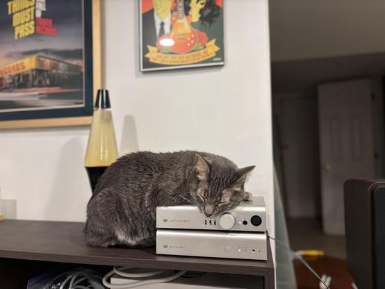 A grey tabby cat laying with his front half on top of a stacked Schiit Jotunheim headphone preamp and Bifrost DAC. The cat appears to be asleep.