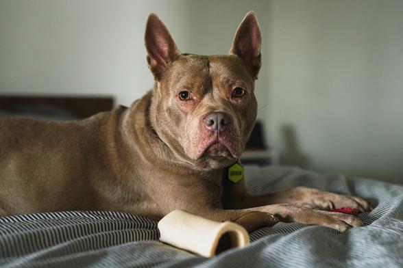 A photo of a light brown, prick-eared staffie & chow chow mix dog lying on a bed atop a pinstriped comforter with a small collection of bones for chewing on at its feet, looking directly at the camera with an attentive expression on its face.