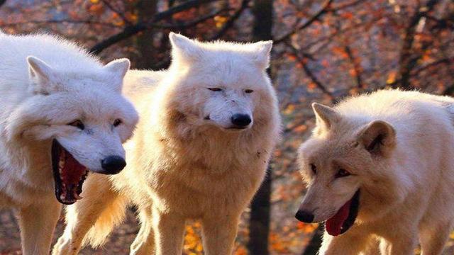 The laughing wolves meme. There are 3 white wolves on the image, two on the side are seemingly laughing, while the middle one looks disappointed.