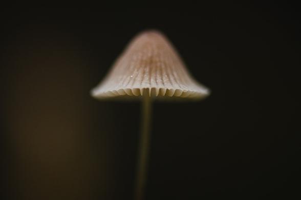A close up photograph of a small mushroom. The is nothing else visible in the photo. The cap of the mushroom is quite steeply conical with a rounded top, and edges at the bottom flaring out, giving it a bell shape. The ends of the gills are visible at the edge. 

It is light brown with radial stripes/creases that are darker, and the cap is lighter around the edge, almost white. 

The stem is thin and a bit blurry.

The background is entirely blurry and mostly dark but a lighter brown shade towards the left.