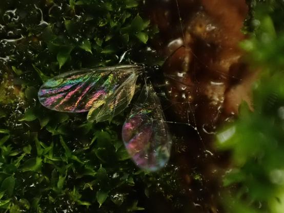 Insect with iridescent/rainbow transparent wings among green moss.