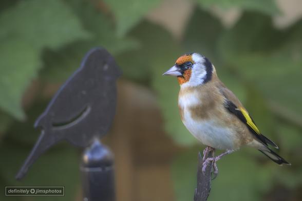 Two birds, 1 metal and 1 real