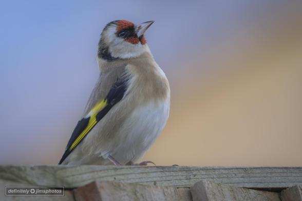 a small but colourful bird perched on a fence