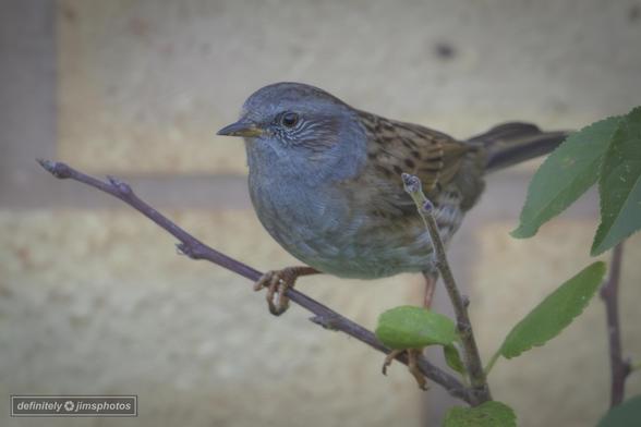 a small brown bird perched on a branch