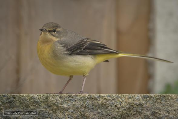 a wagtail with yellow breast and grey upper feathers