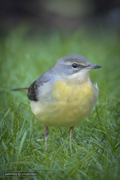 a pretty yellow and grey bird walking in the grass