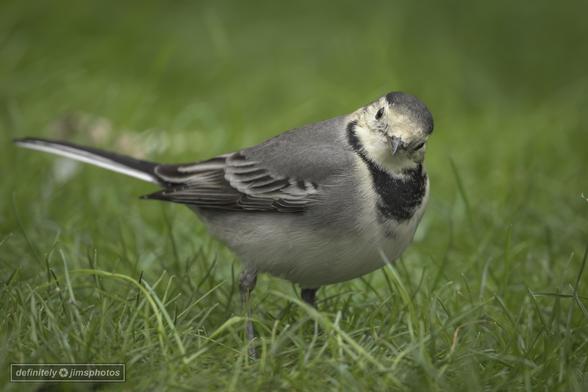 a black and white bird walking in the grass
