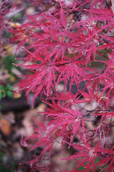 Red maple leaves of a thinner-leaf variety