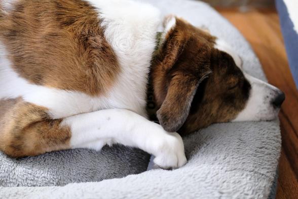 A white and brown dog lying in his bed with his eyes closed