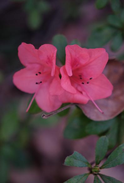 Twin red azalea blossoms