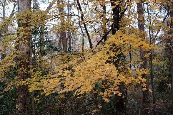 Yellow leaves on trees