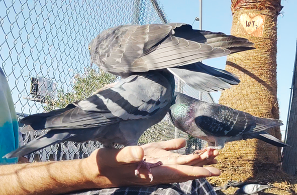 photo of a pigeon in one hand, and in the other, a pigeon with another pigeon standing on its back