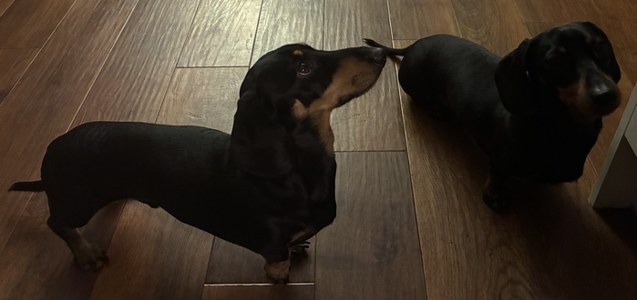 Miniature Dachshunds Max and Milo waiting for a bedtime biscuit