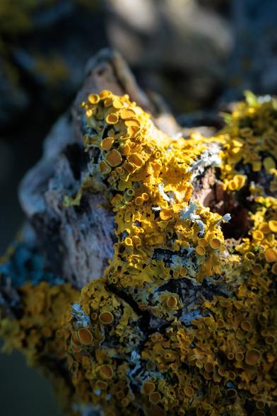 Yellow-orange, warty cliff-face of lichen - concave discs and scaly flakes covering the end of a broad, dead twig.