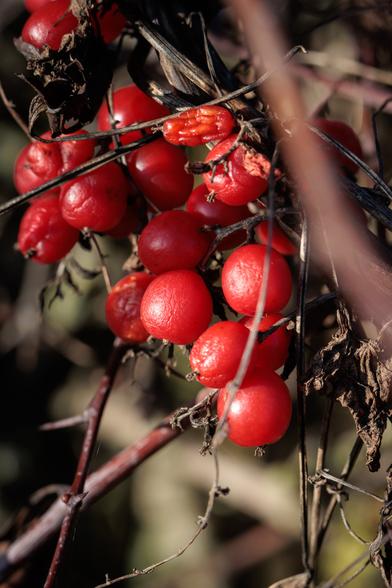 Bright orange-red berries - shiny but minutely wrinkled - packed together, those at the edges deflated somewhat, and all surrounded by dry filaments of foliage.