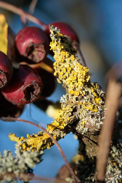 Warty yellow-grey, abstractly humanoid figure - branched twig covered in lichen - in quiet contemplation next to some weathered, dark red-brown hawthorn fruits.