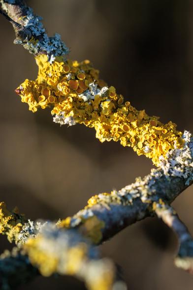 More warty yellow-orange lichen covering some small twigs - with grey-blue scales at the edges.