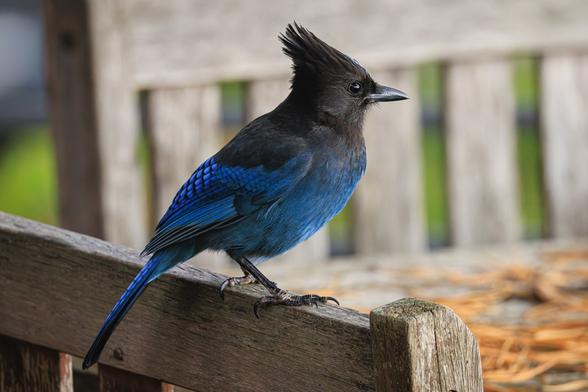 A photo of a Steller's jay (Cyanocitta stelleri), a large songbird with a deep blue torso, wings, and tail and black head topped with a tall crest. It is perched on the back of a weathered outdoor wood chair facing to the right of frame.