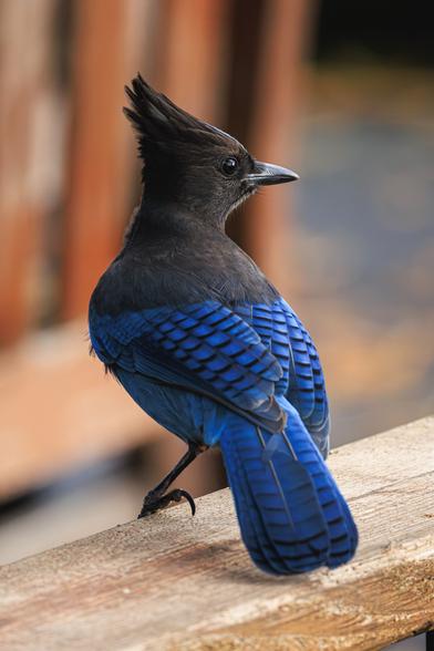 A photo of a Steller's jay (Cyanocitta stelleri), a large songbird with a deep blue torso, wings, and tail and black head topped with a tall crest. It is perched on an outdoor wooden table with its back to the camera showing distinctive jay barring on its wing and tail feathers, with its head turned to the right of frame.
