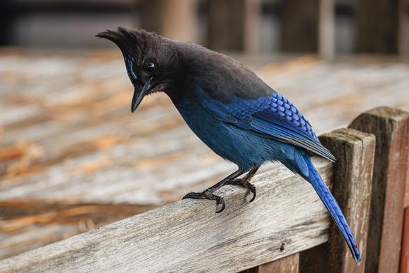 A photo of a Steller's jay (Cyanocitta stelleri), a large songbird with a deep blue torso, wings, and tail and black head topped with a tall crest. It is perched on the back of a weathered outdoor wooden chair looking downward, facing to the left of frame.