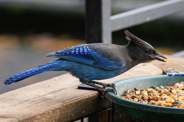 A photo of a Steller's jay (Cyanocitta stelleri), a large songbird with a deep blue torso, wings, and tail and black head topped with a tall crest. It is eating from a plastic green platform feeder containing corn, peanuts, sunflower seeds, and dog kibble. It has a corn kernel in its beak and is facing to the right of frame.