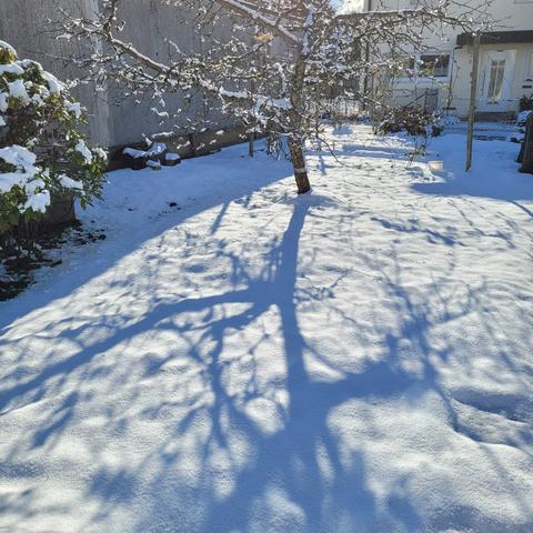Schatten des Baumes auf dem Schnee
